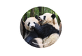 晓晓♥蕾蕾 革コースター