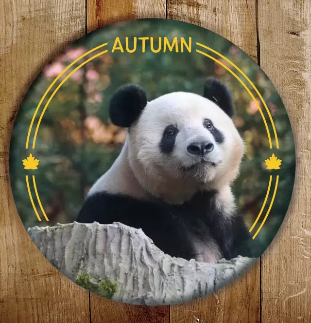 シャンシャン缶バッジ