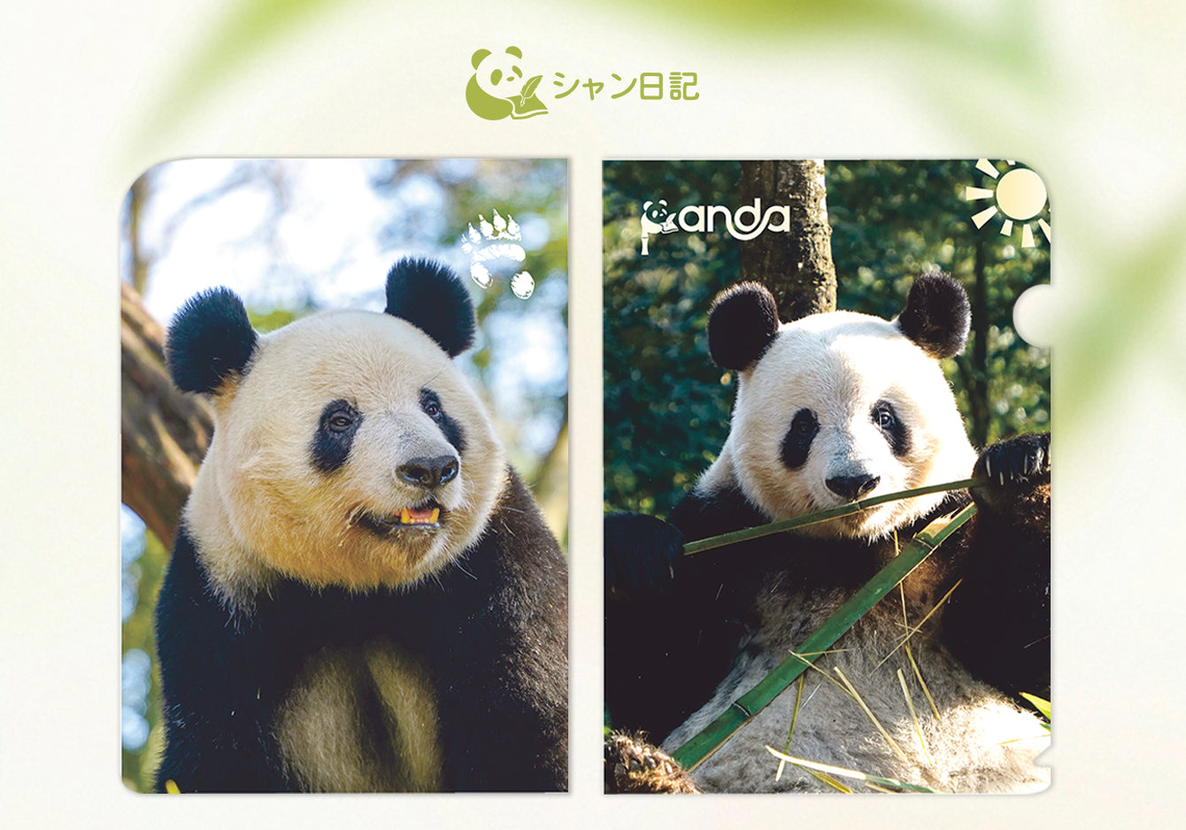 シャンシャンA4ファイルフォルダー（2デザイン）