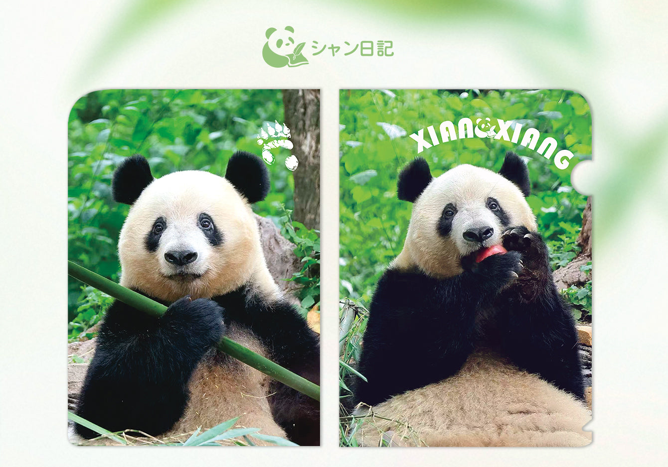 シャンシャンA4ファイルフォルダー（2デザイン）