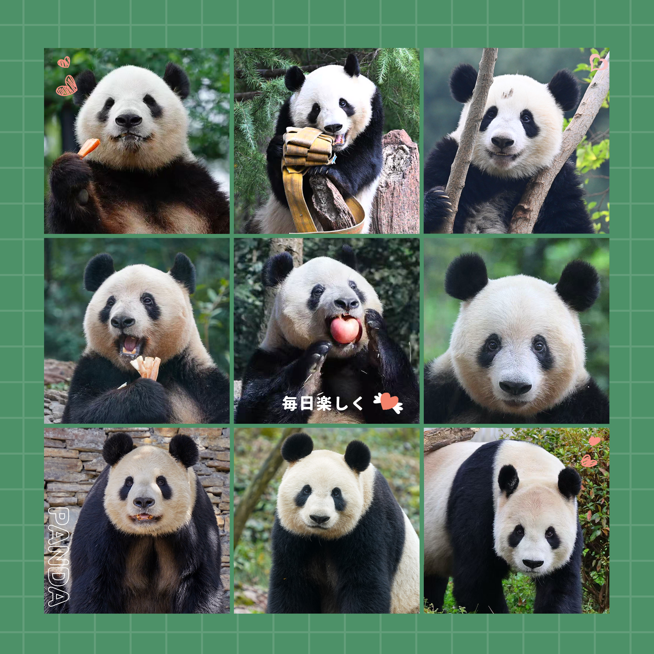 上野パンダファミリー　マジック風呂敷