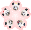 パズル　マグネットset